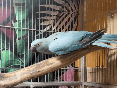 3 year old Indian Ringneck – Blue Female – Not Ta